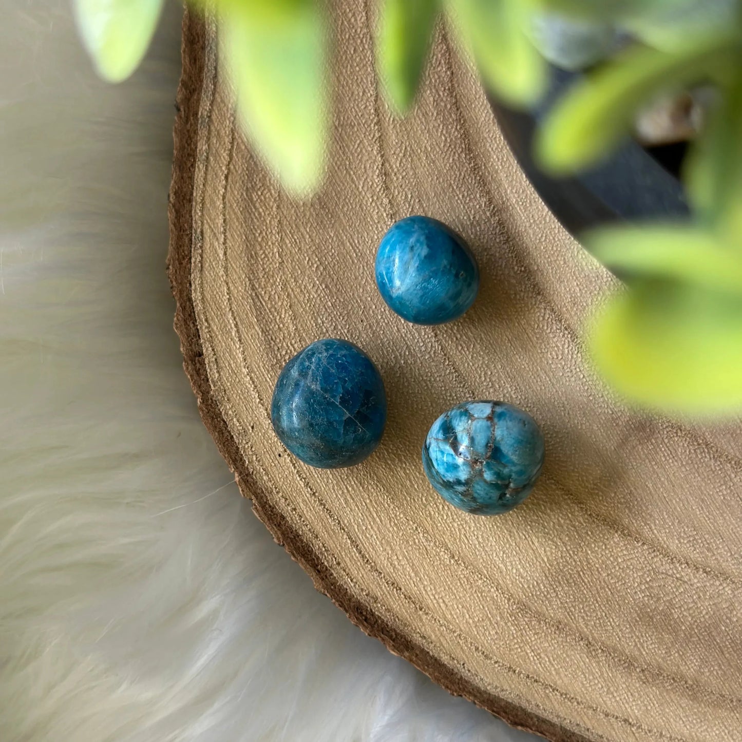 apatite sur bois