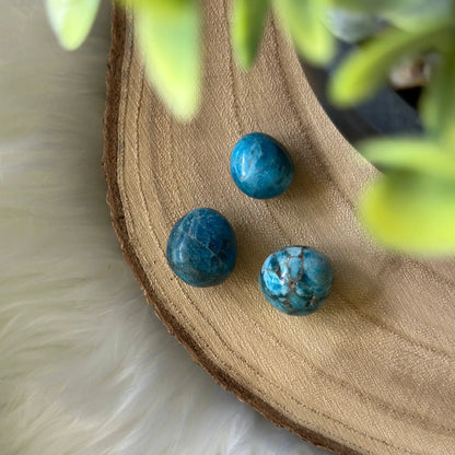 apatite sur bois